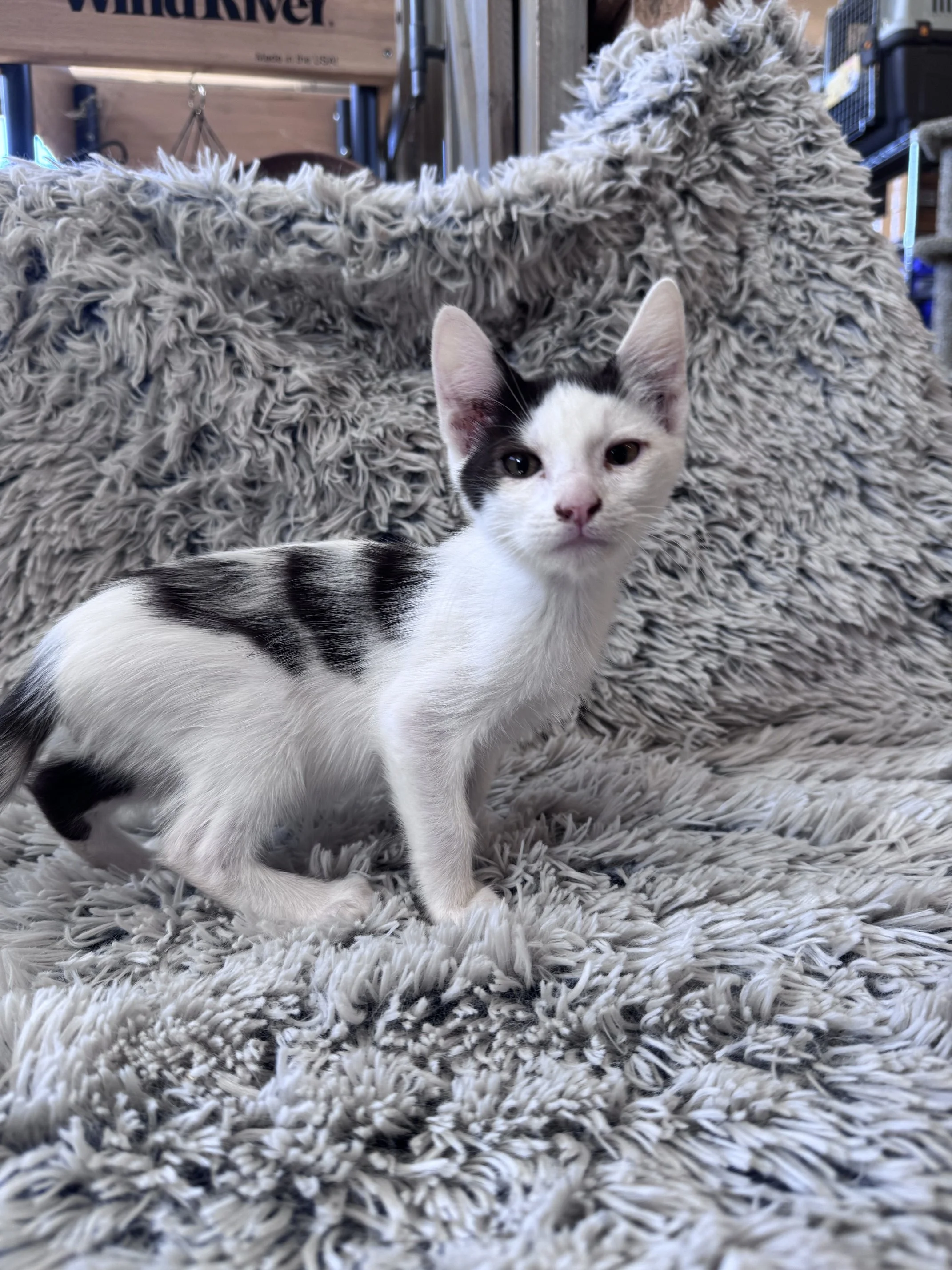 Bonnie (M) - Shorthair White & Black - Est DOB 5/6/26 - At the Anderson Valley Farm Supply - Available NOW