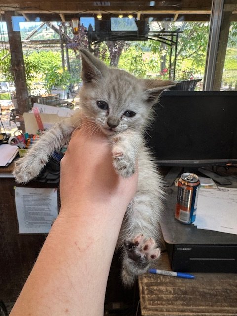 Swirl (F) - 253 #1 - Shorthair Lynx Point - Est DOB 4/19/26 - In Foster - Tentatively Available June 25th