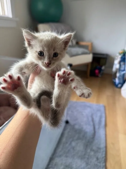 (F) - 4 Week Old Shorthair Lynx Point - In Foster