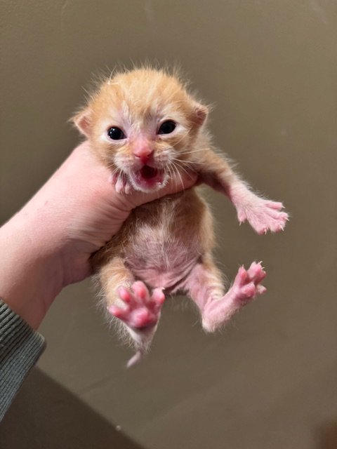 Marinara (M) - Orange Tabby - DOB 4/29/26 - In Foster - Availability N/A