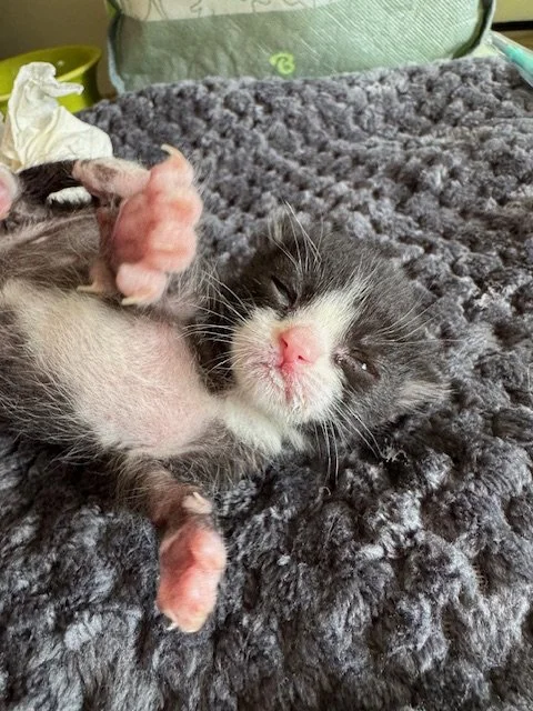 Tuesday (M) - Tuxie Litter #2 - Shorthair Black & White - DOB 3/31/26 - Availability N/A