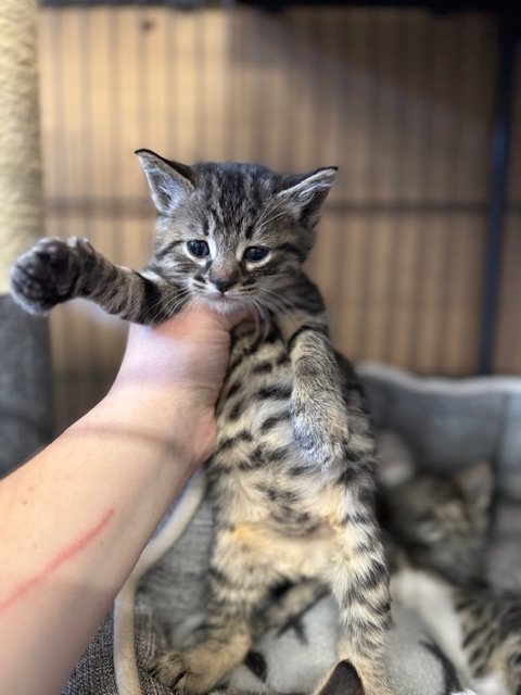 **PRE-ADOPTED**RAVIOLI'S LITTER** Orzo (M) - 6 Week Old Shorthair Brown Tabby - At the Anderson Valley Farm Supply - Available May 29th
