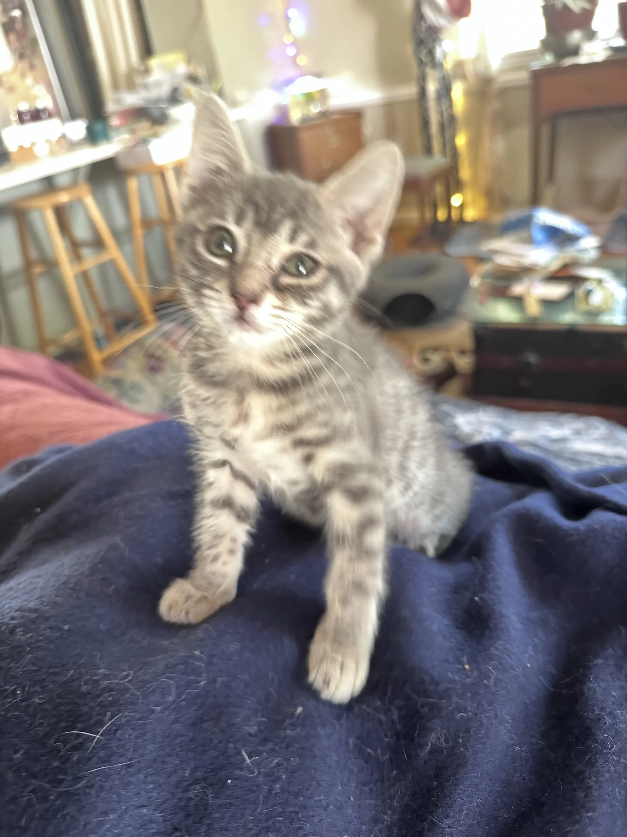 Duckie (F) - Shorthair Grey Tabby - Est. DOB 5/27/26 - In Foster - Available July 31st