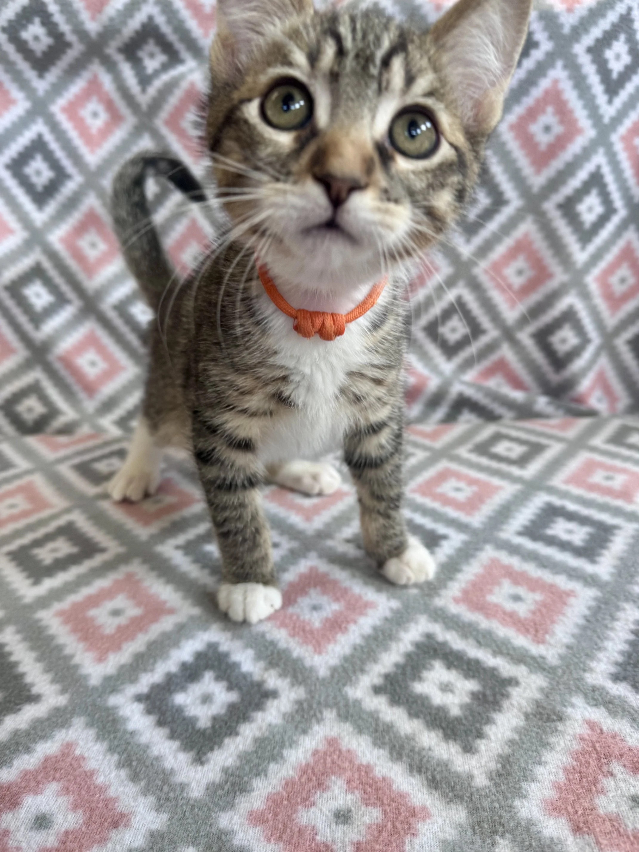 Tom (Orange Collar) - (M) - Shorthair Brown Tabby w/ White - DOB 7/3/26 - At DogGonit in Cloverdale - Available NOW
