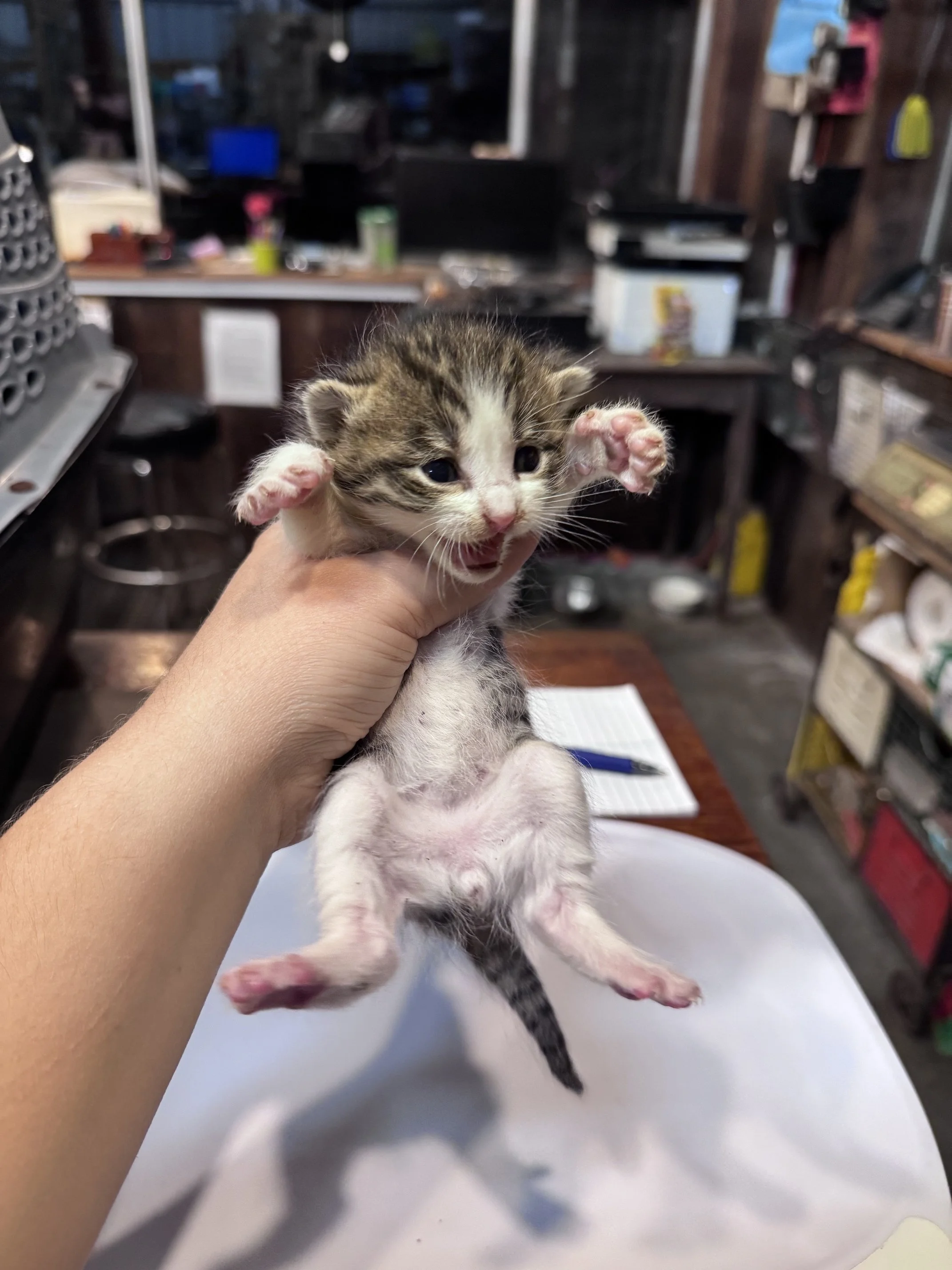 Fir (M) - Brown Tabby & White - Est DOB 9/16/26 - In Foster