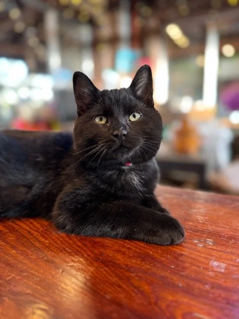 Peanut (M) - 4 Month Old Shorthair Black - At the Anderson Valley Farm Supply - Available NOW - Has permanent bone and elbow joint damage. Needs a special home.