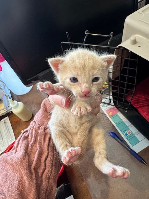 **YARROW'S LITTER** (F) - 4 Week Old Buff Orange Tabby - In Foster - Available beginning of June