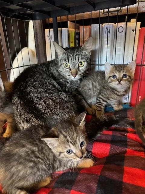 Ms. Kitty Wampus (F) - Shorthair Brown Tabby - In Foster - Not Available