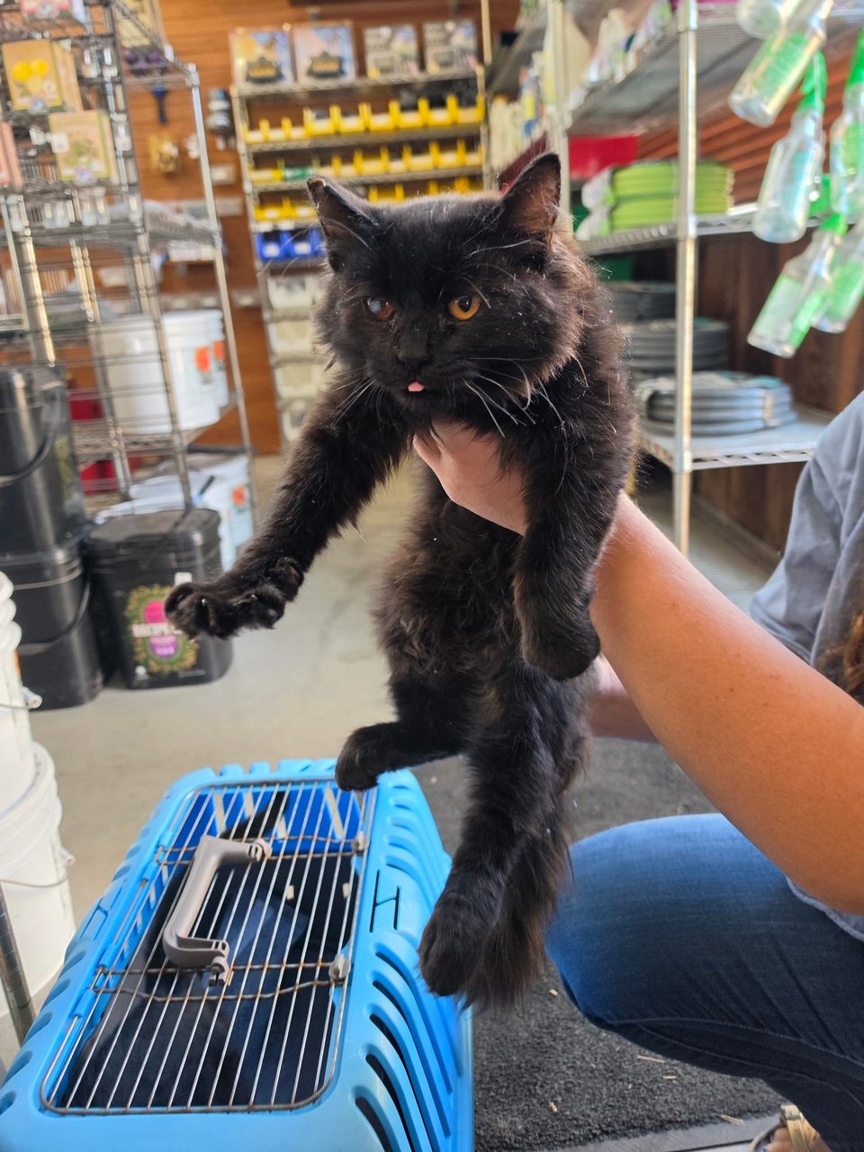 Hardy (M) - Longhair Black - Est DOB 6/1/26 - In Foster