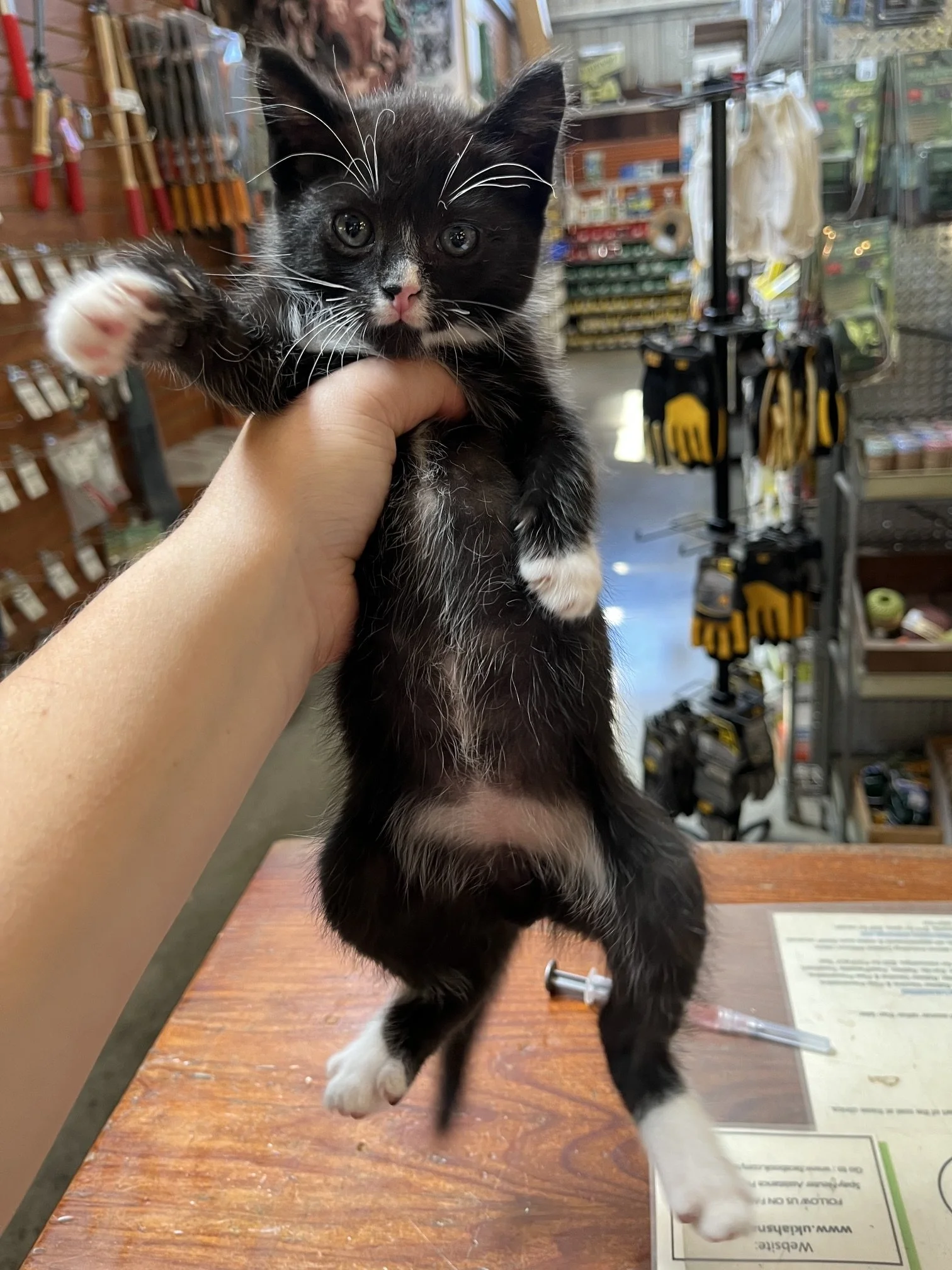Skittles (M) - Shorthair Tuxedo - Est DOB 5/28/26 - In Foster - Ready August 13th