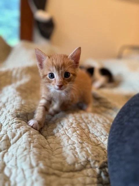 Mika (M) - Callie's Kitten #5 - Shorthair Orange Tabby - DOB 3/3/26 - In Foster - Available May 9th