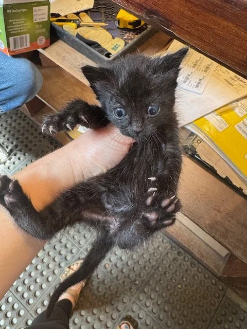 Tree #1 - (F) - Shorthair Black - Est DOB 4/21/26 - In Foster - Availability N/A