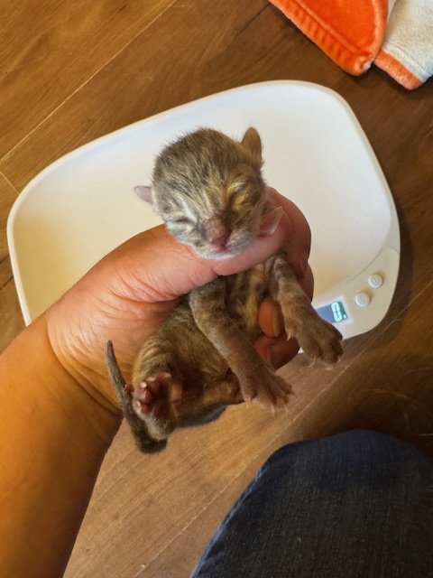 Murky (M) - Misty's Litter #4 - Grey Tabby - DOB 5/6/26 - In Foster - Availability N/A