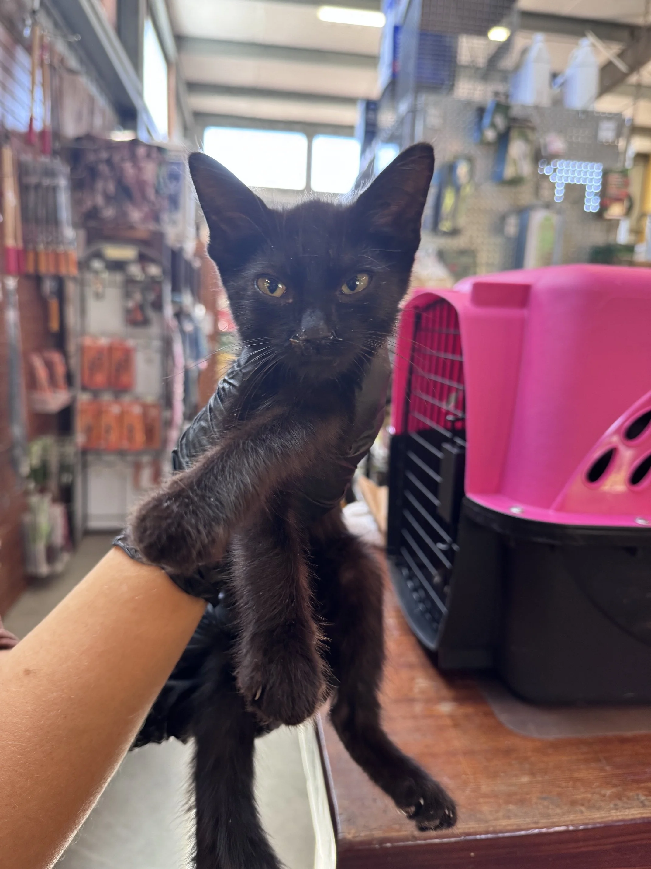 Rays #1 (M) - Shorthair Black - Est DOB 7/20/26  - In Foster