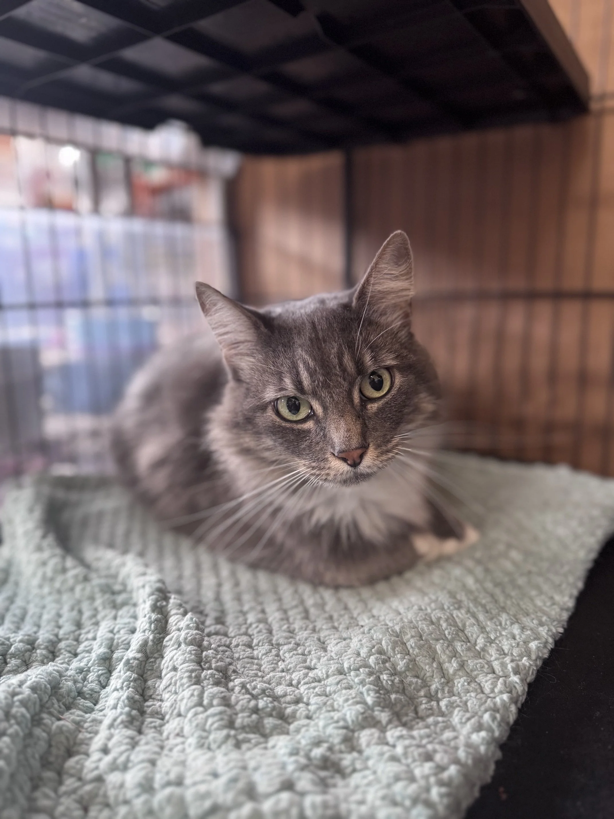 Lovey (F) - Longhair Grey & White - 5 Years Old - At the Anderson Valley Farm Supply  - Available October 2nd