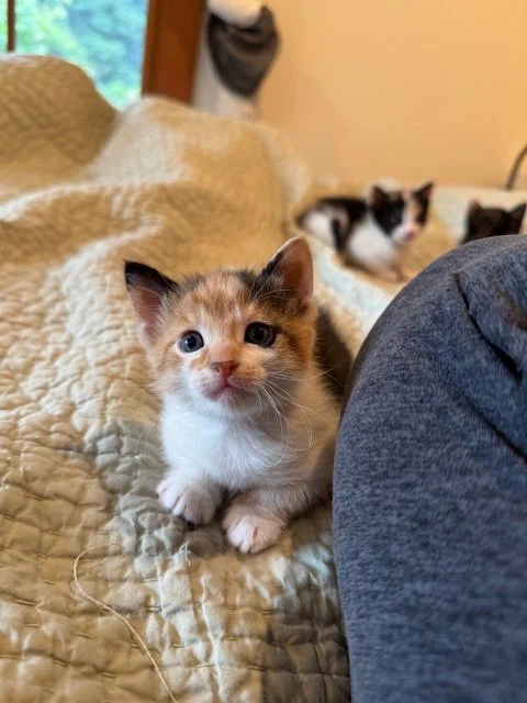 Lucine (F) - Callie's Kitten #2 - Shorthair Calico - DOB 3/3/26 - In Foster - Available May 9th