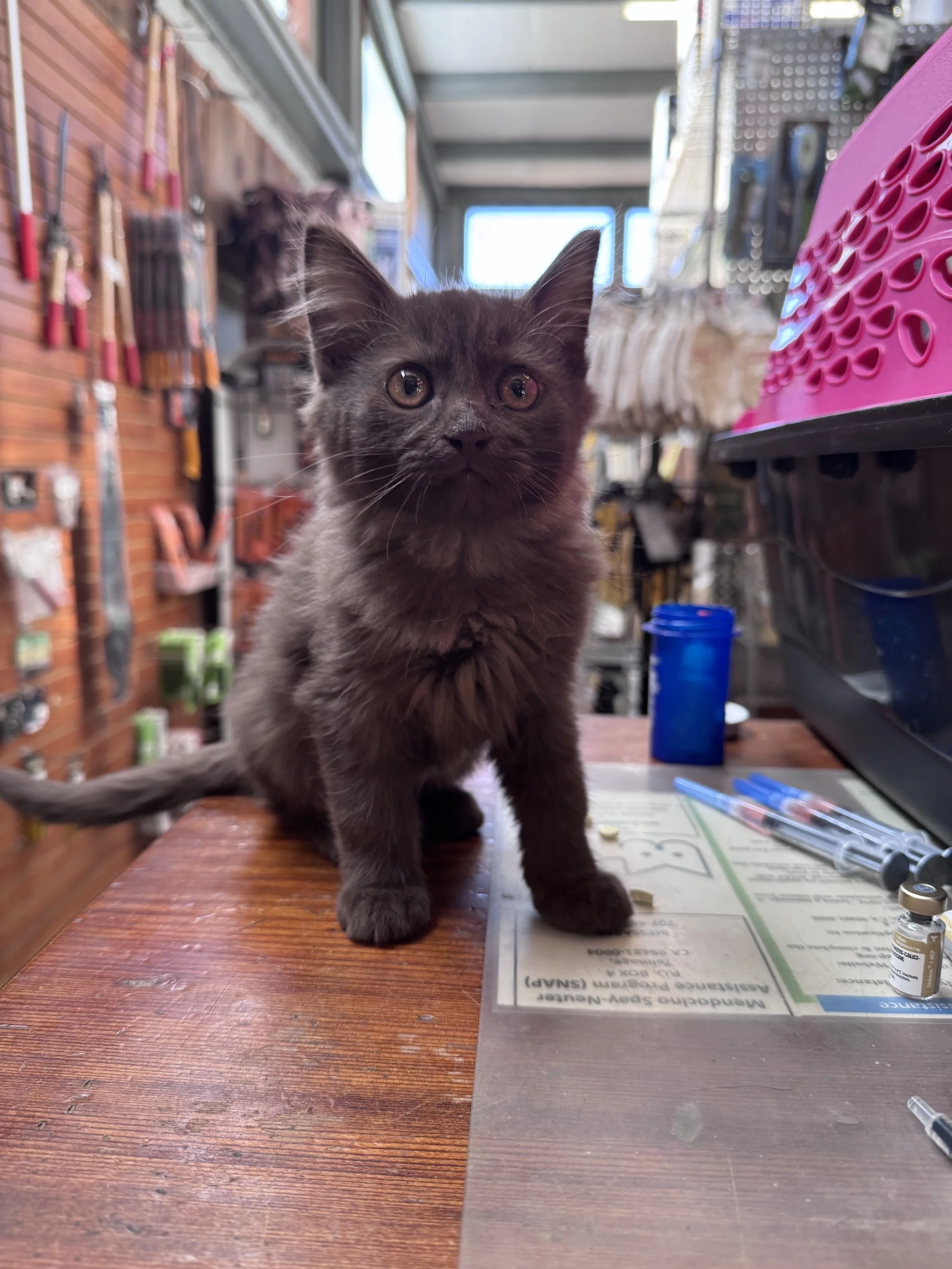 Fish Rock #1 (F) - Longhair Chocolate - Est DOB 7/23/26 - In Foster - Available October 15th