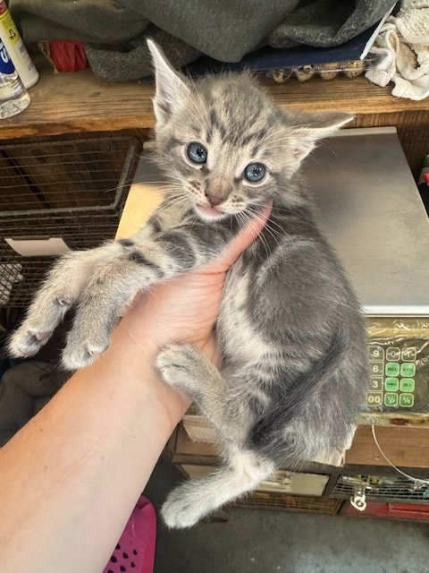 Widdershins (M) - Wampus #4 - Shorthair Grey Tabby - DOB 4/16/26 - At the Anderson Valley Farm Supply - Tentatively Available June 17th