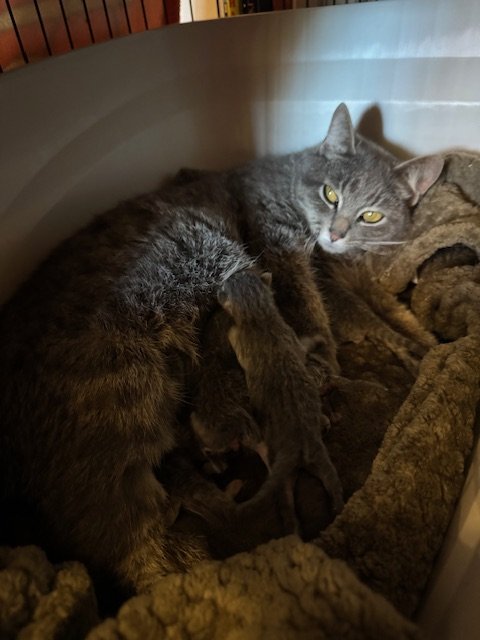 Mama Misty (F) - Shorthair Grey Tabby - In Foster - Availability N/A