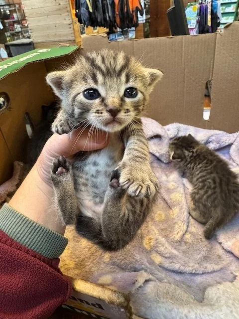 Bartola's Kitten #5 - (M) - Shorthair Brown Tabby - DOB 3/18/26 - Available end of May