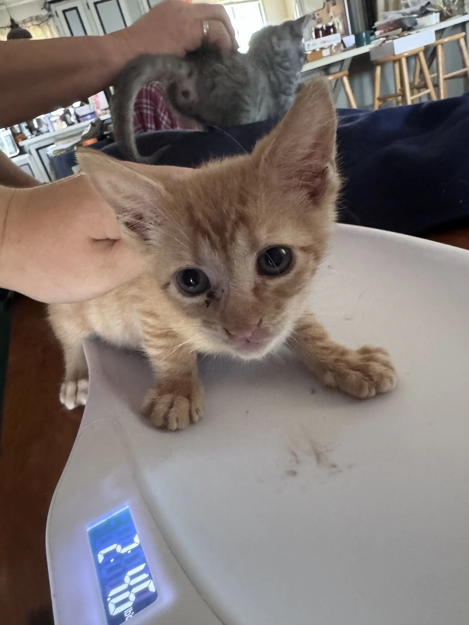 Hiccup (M) - Shorthair Orange Tabby - Est. DOB 5/27/26 - In Foster - Available July 31st