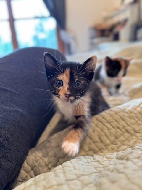 Selena (F) - Callie's Kitten #1 - Shorthair Calico - DOB 3/3/26 - In Foster - Available May 9th
