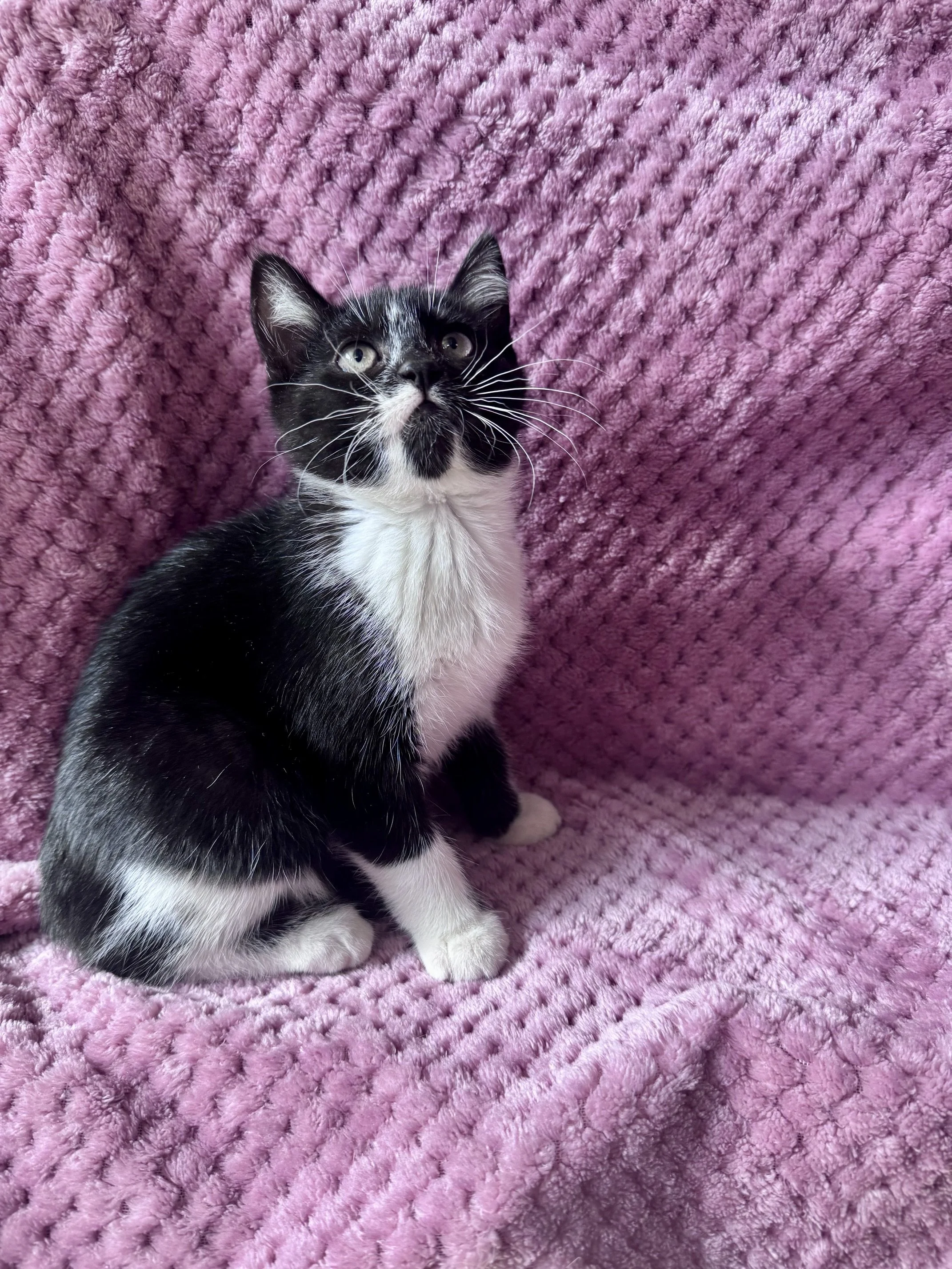 Jade (F) - Shorthair Tuxedo - Est DOB 6/18/26 - At the Anderson Valley Farm Supply - Available NOW
