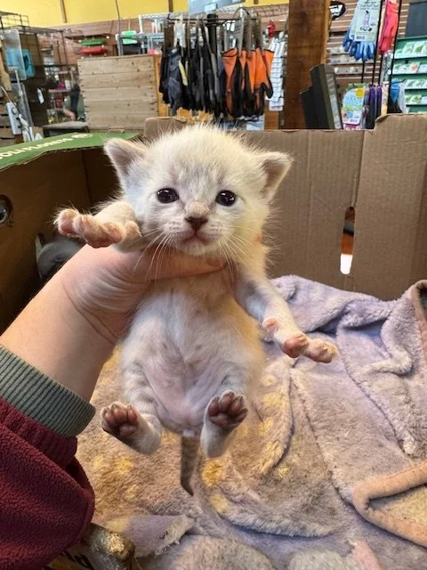 Bartola's Kitten #3 - (F) - Shorthair Lynx Point - DOB 3/18/26 - Available end of May