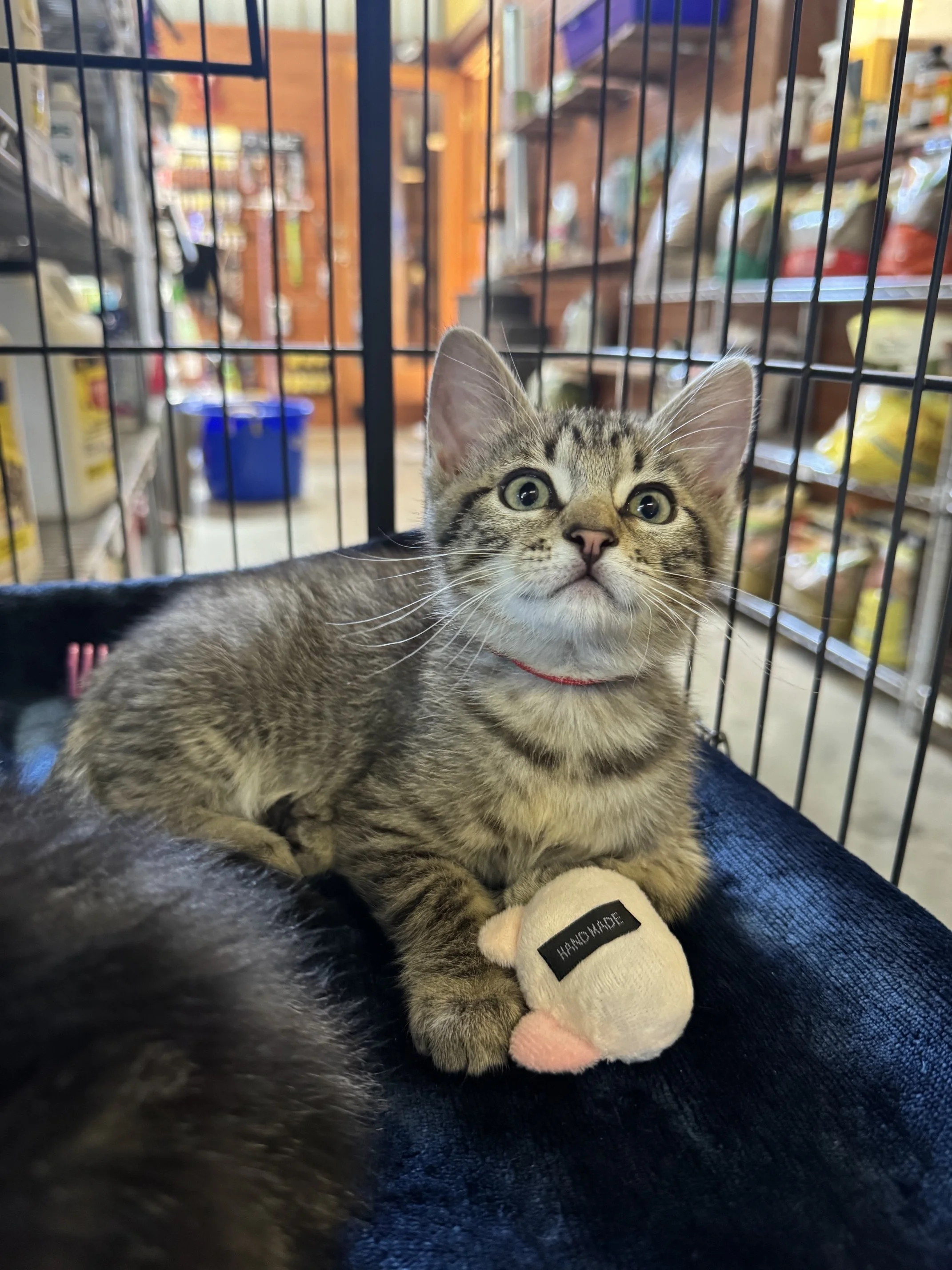 Robin (M) - Brown Tabby - Est DOB 4/15/26 - At DogGonit in Cloverdale - Available NOW