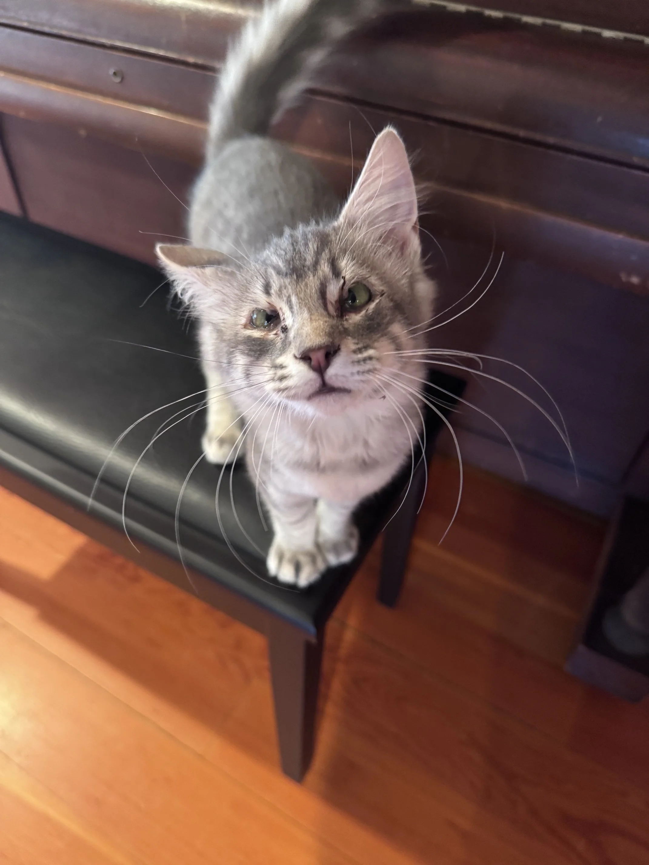 Pickle Jar (M) - Mediumhair Grey Tabby - Est. DOB 4/16/26 - In Foster