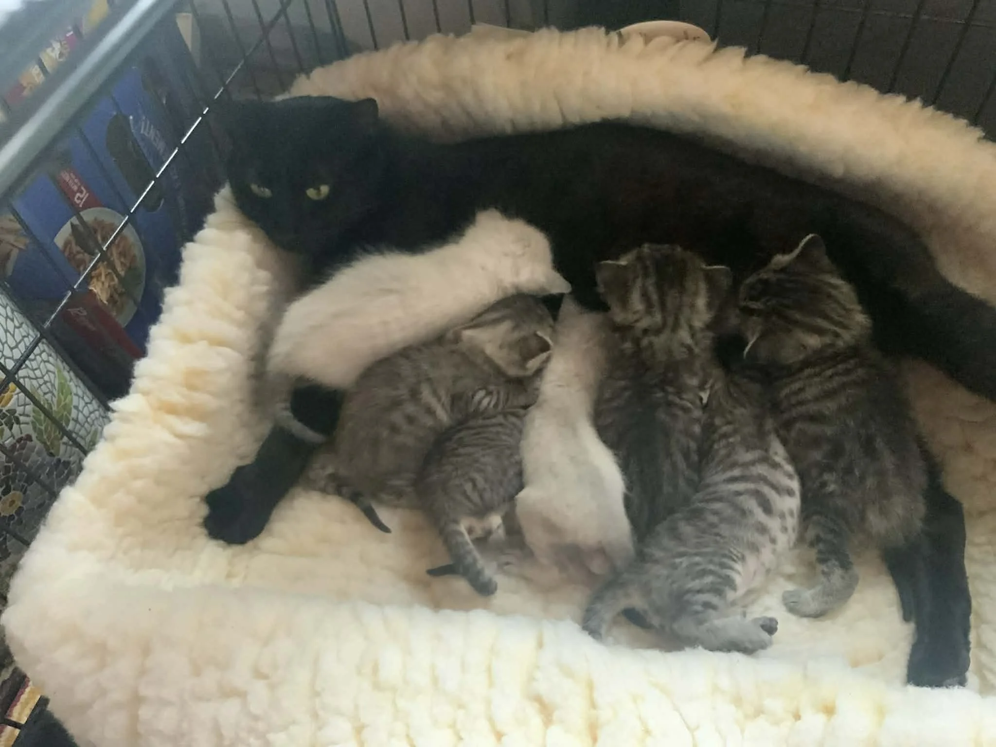 Bartola (F) - 3 Year Old Shorthair Black Manx - In Foster - Available May 21st