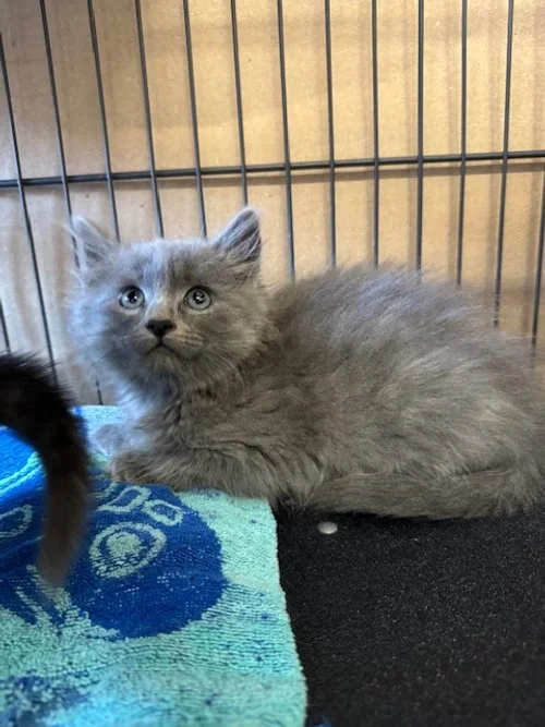 Groucho (M) - 9 Week Old Shorthair Grey & White - At the Anderson Valley Farm Supply -Available NOW - Friendly, outgoing, sweet kittens. Fostered with kids & dogs.