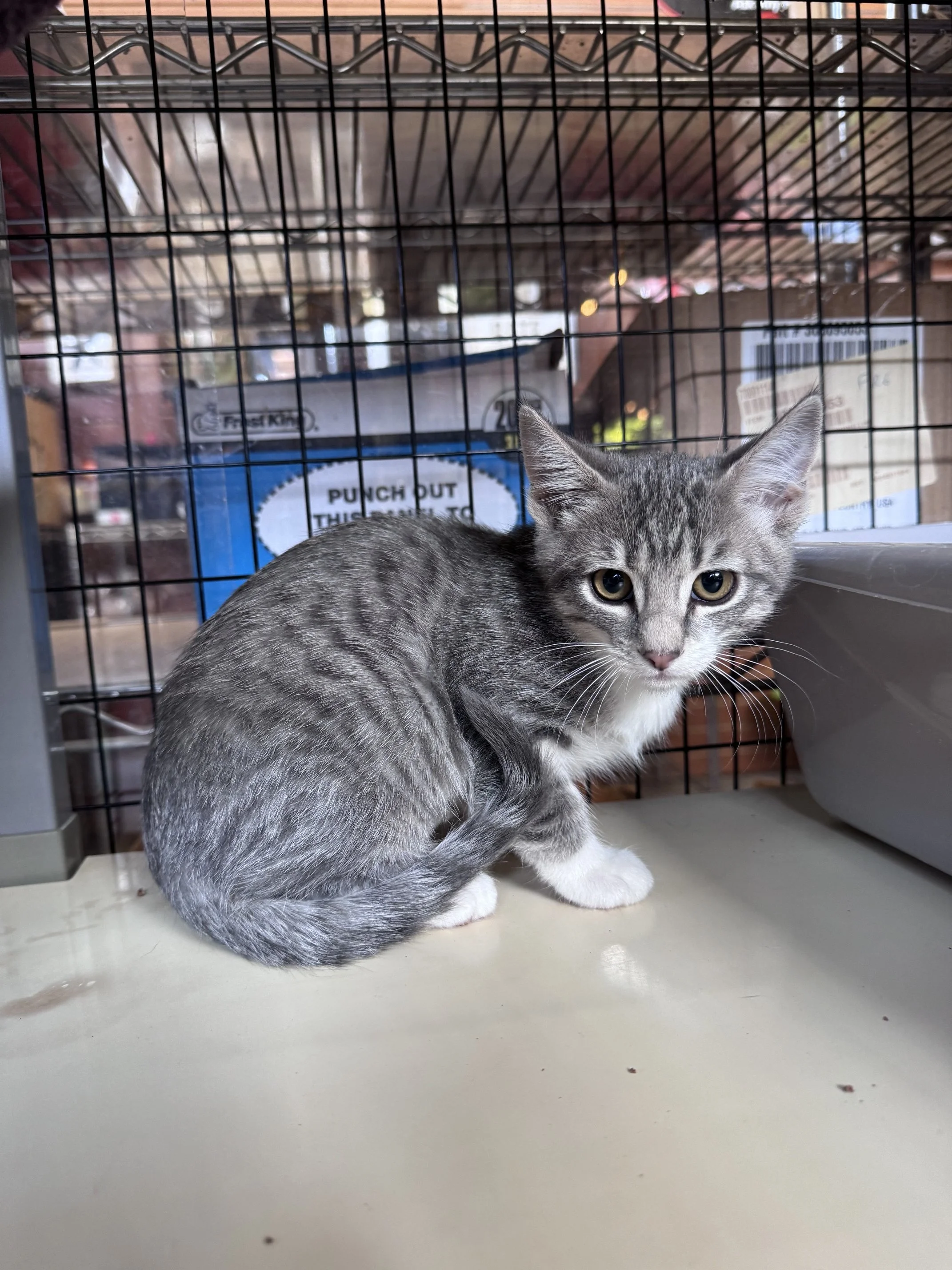 Priss (F) - Shorthair Grey Tabby & White - Est DOB 4/30/26 - At DogGonit in Cloverdale - Available NOW