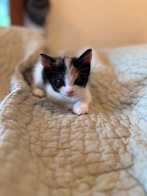 Ayla (F) - Callie's Kitten #3 - Shorthair Calico - DOB 3/3/26 - In Foster - Available May 9th