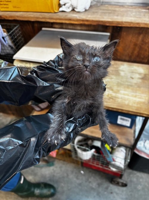 ~IN QUARANTINE~ (F) - 5 Week Old Longhair Black - Availability N/A