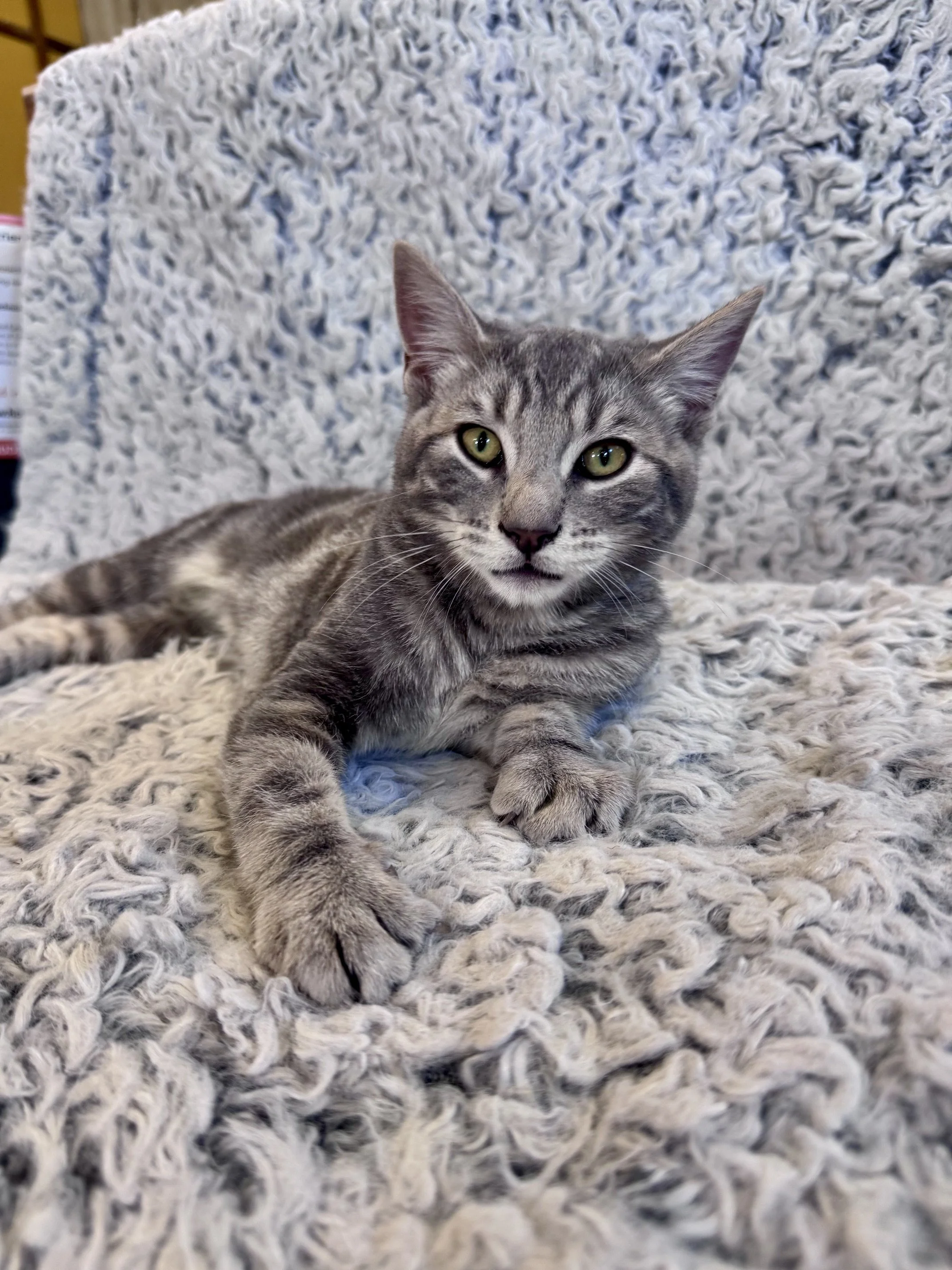Sam (M) - Shorthair Grey Tabby - Est DOB 5/1/26 - At the Anderson Valley Farm Supply - Available NOW