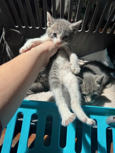Greys #1 (M) - Shorthair Grey & White - Est DOB 4/21/26 - In Foster - Availability mid-end of June