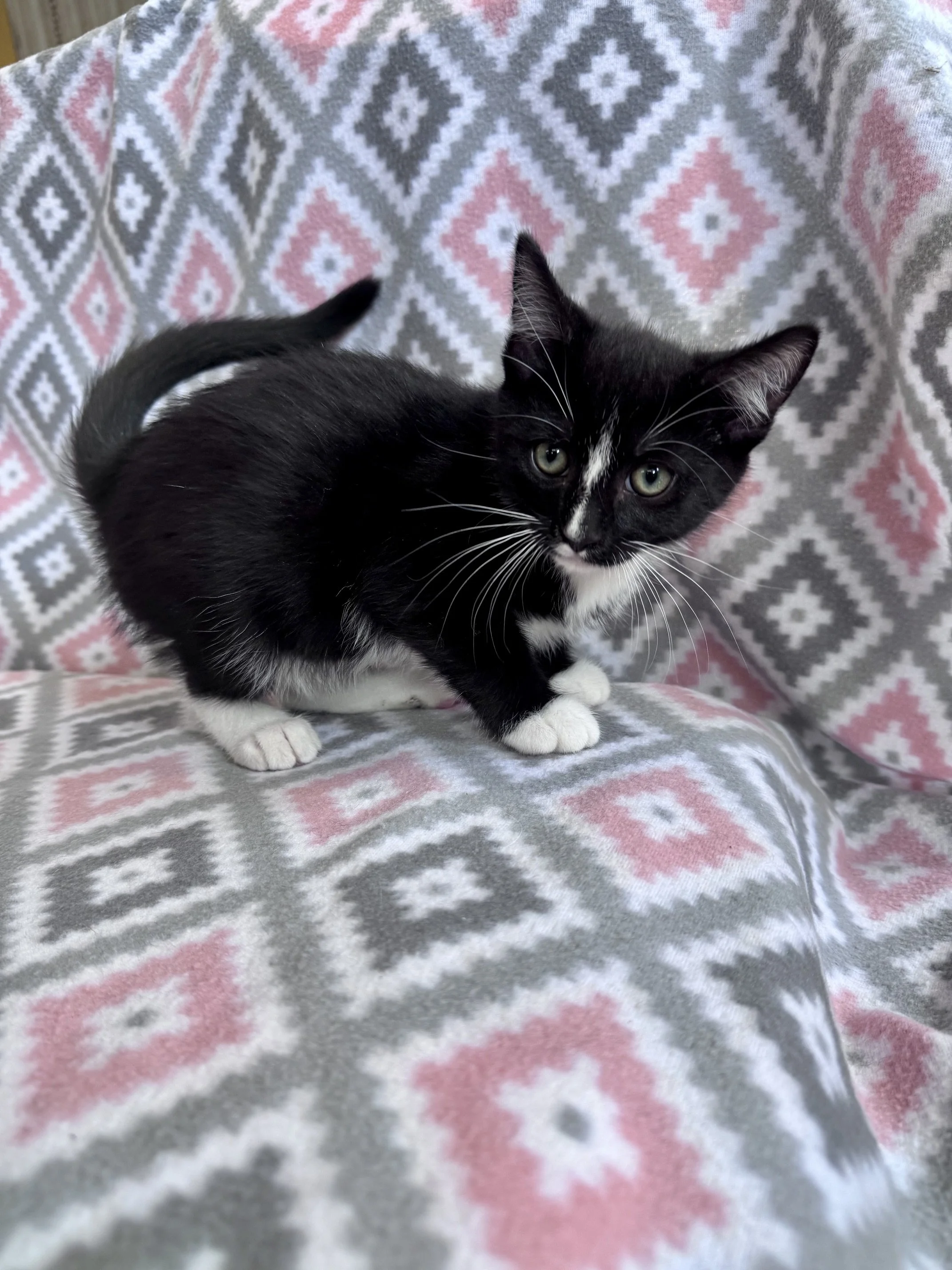 Sylvester (M) - Shorthair Tuxedo - DOB 7/3/26 - At DogGonit in Cloverdale - Available NOW