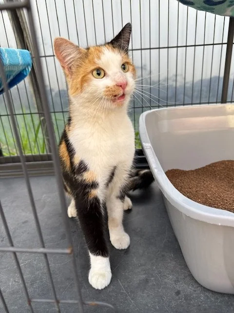 Georgia (F) - 8 Month Old Shorthair Calico - At the Anderson Valley Farm Supply - Available NOW