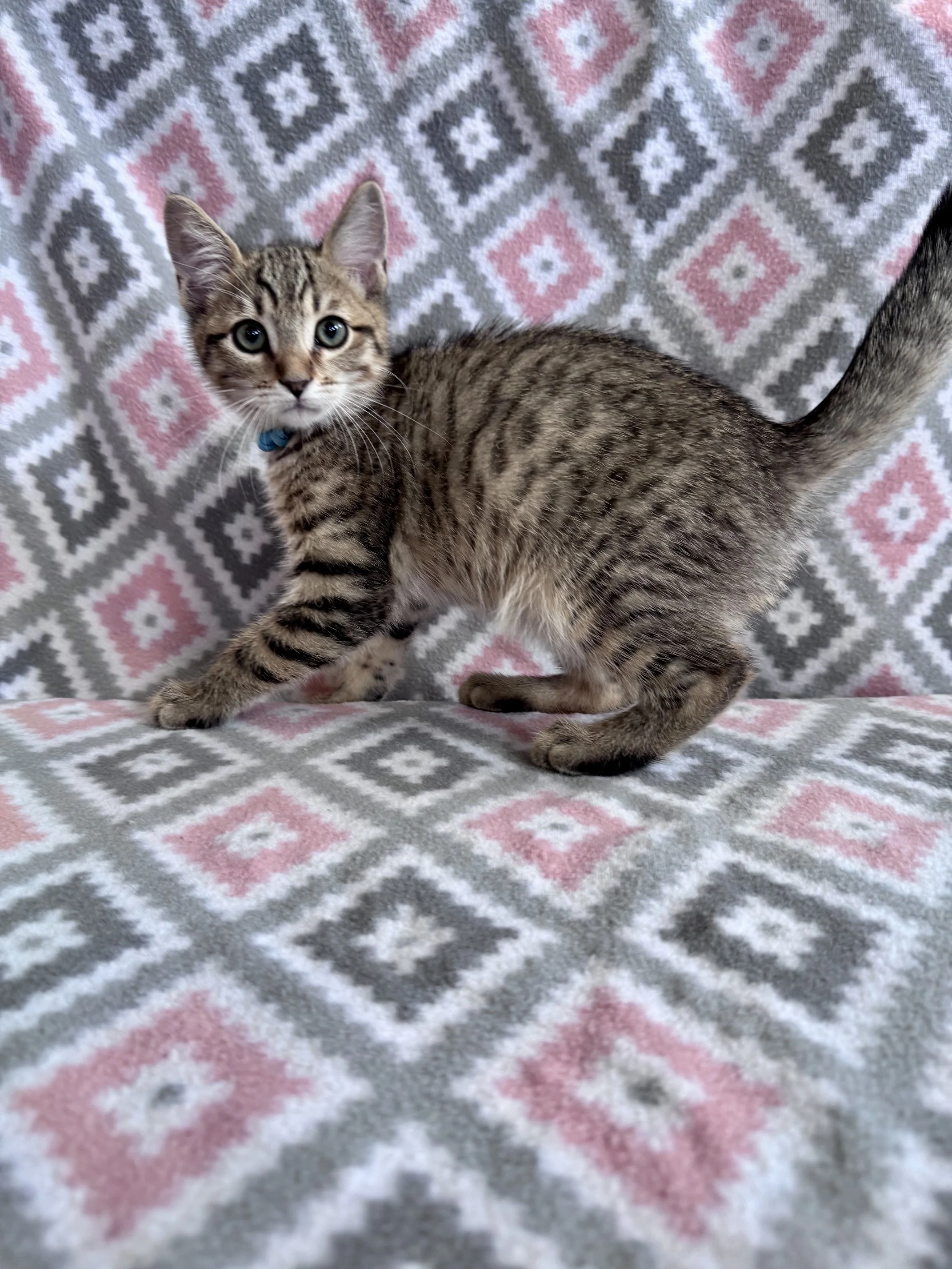 Marvin (Blue Collar) - (M) - Shorthair Brown Tabby - DOB 7/3/26 - At DogGonit in Cloverdale - Available NOW