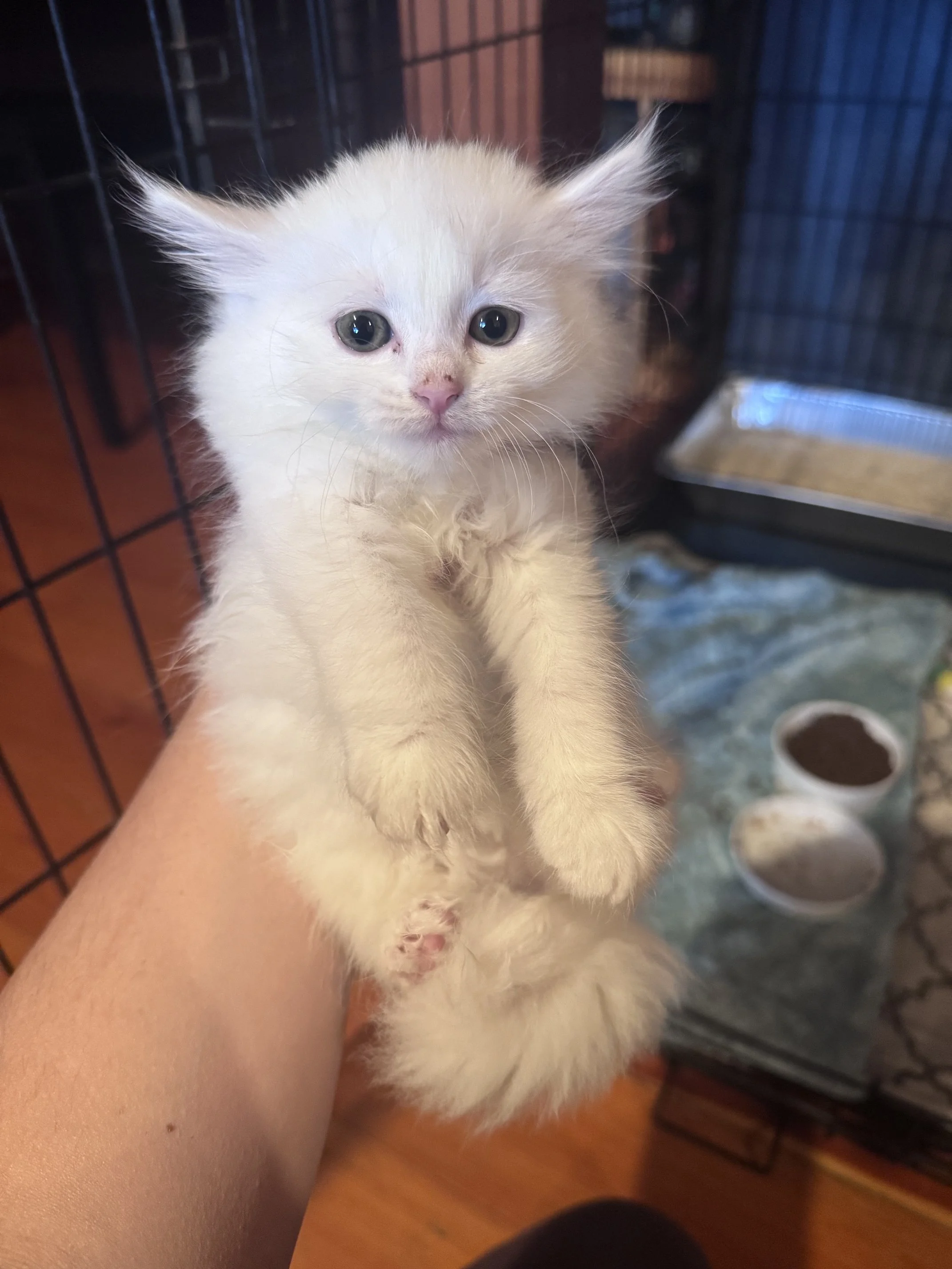 Puff (F) - Longhair White - Est DOB 7/9/26 - In Foster - Ready September 17th - Deaf/will need indoor only home
