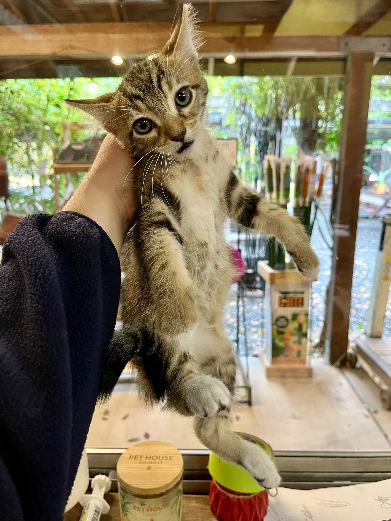 (Yellow Collar) - (M) - Shorthair Brown Tabby w/ White - DOB 7/3/26 - At the Anderson Valley Farm Supply - Ready September 17th