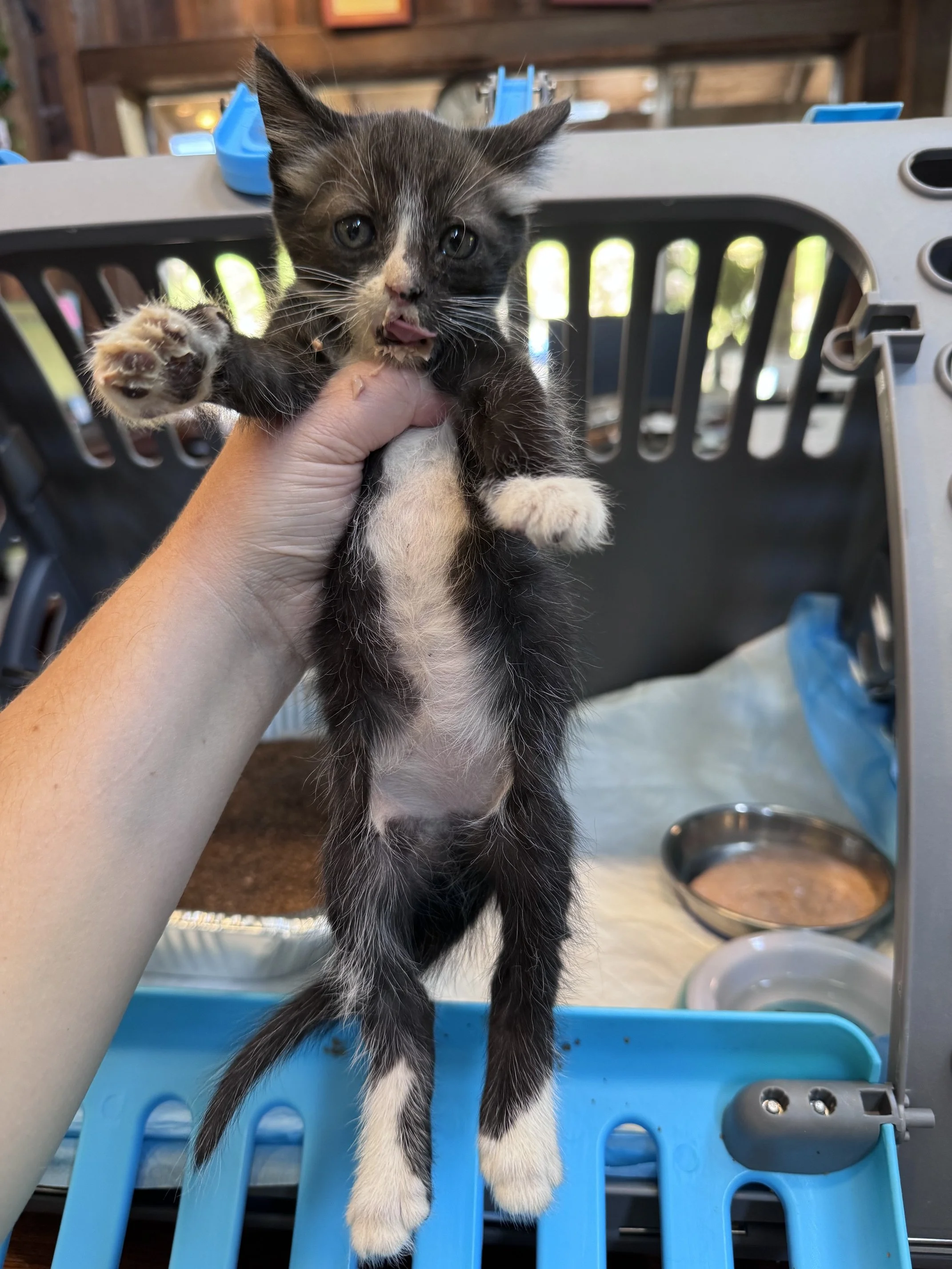 (F) - Shorthair Tuxedo - Est DOB 7/29/26