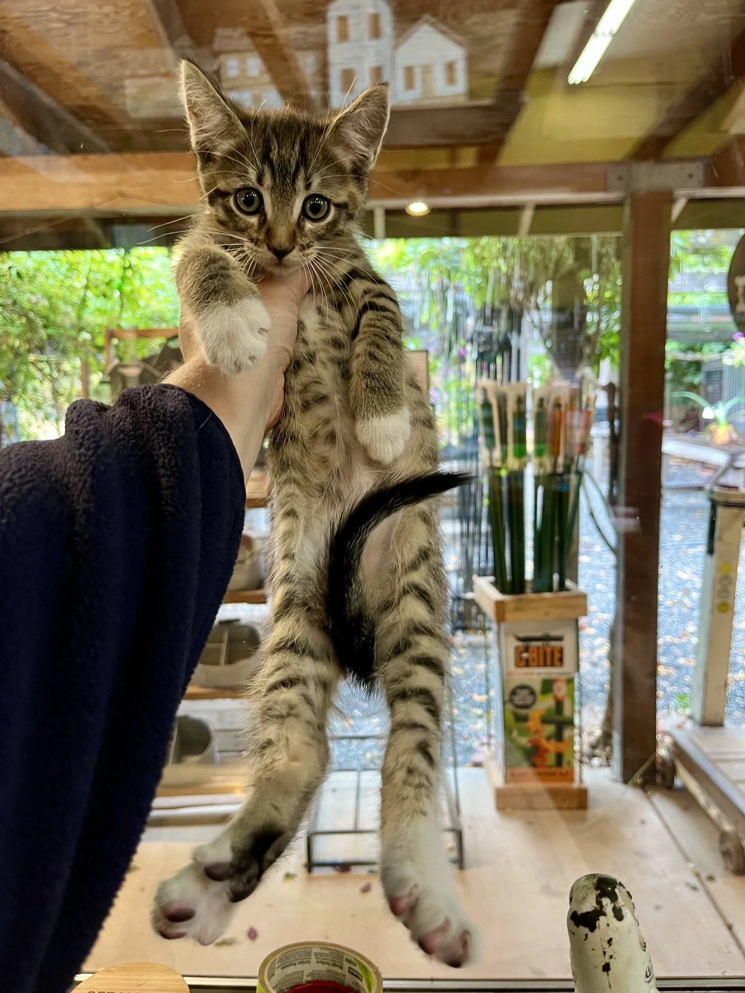 (Red Collar) - (M) - Shorthair Brown Tabby w/ White - DOB 7/3/26 - At the Anderson Valley Farm Supply - Ready September 17th