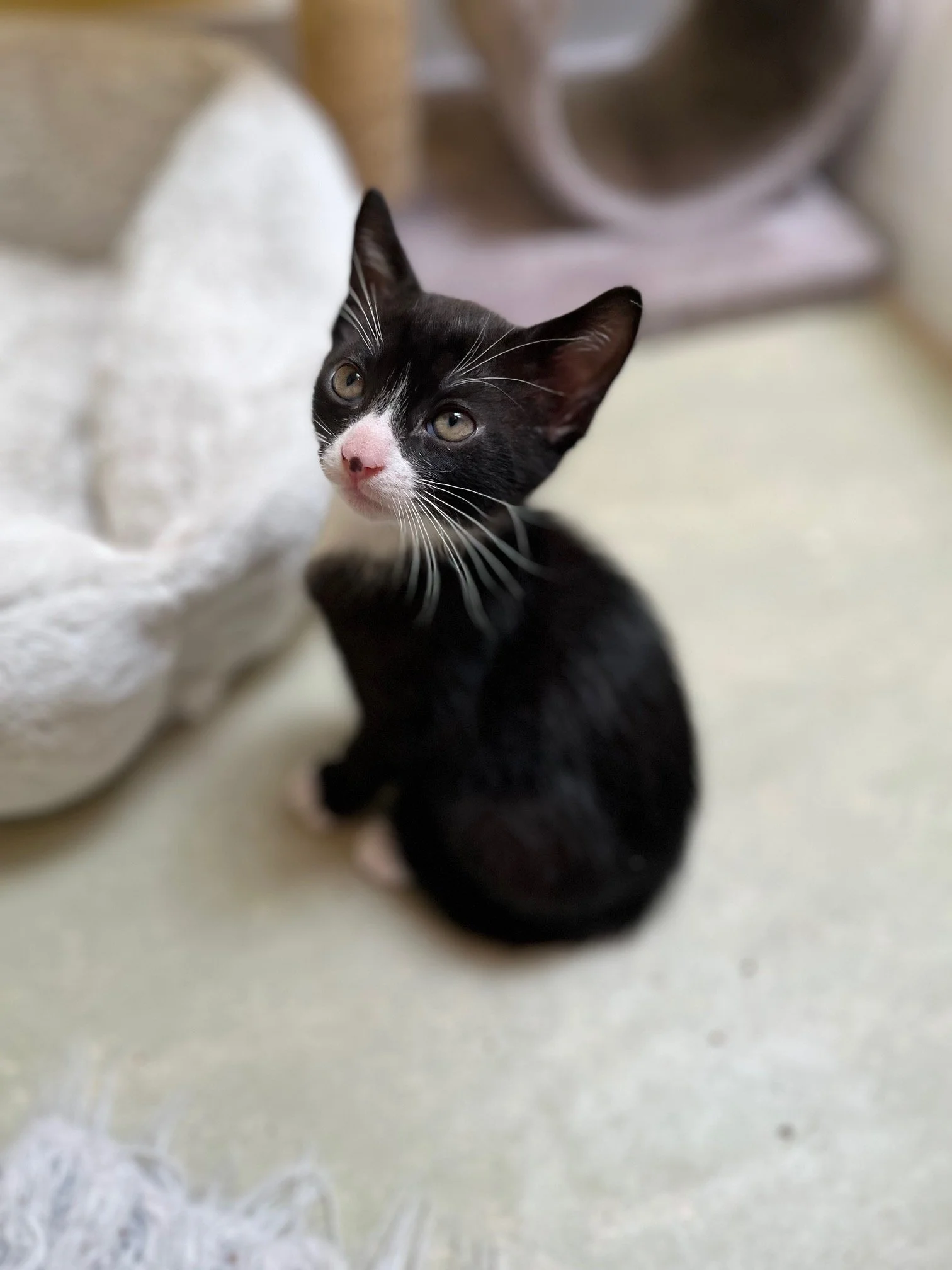 **Adoption Pending**  American Spirit (M) - Shorthair Tuxedo - DOB 4/25/26 -  At the Anderson Valley Farm Supply