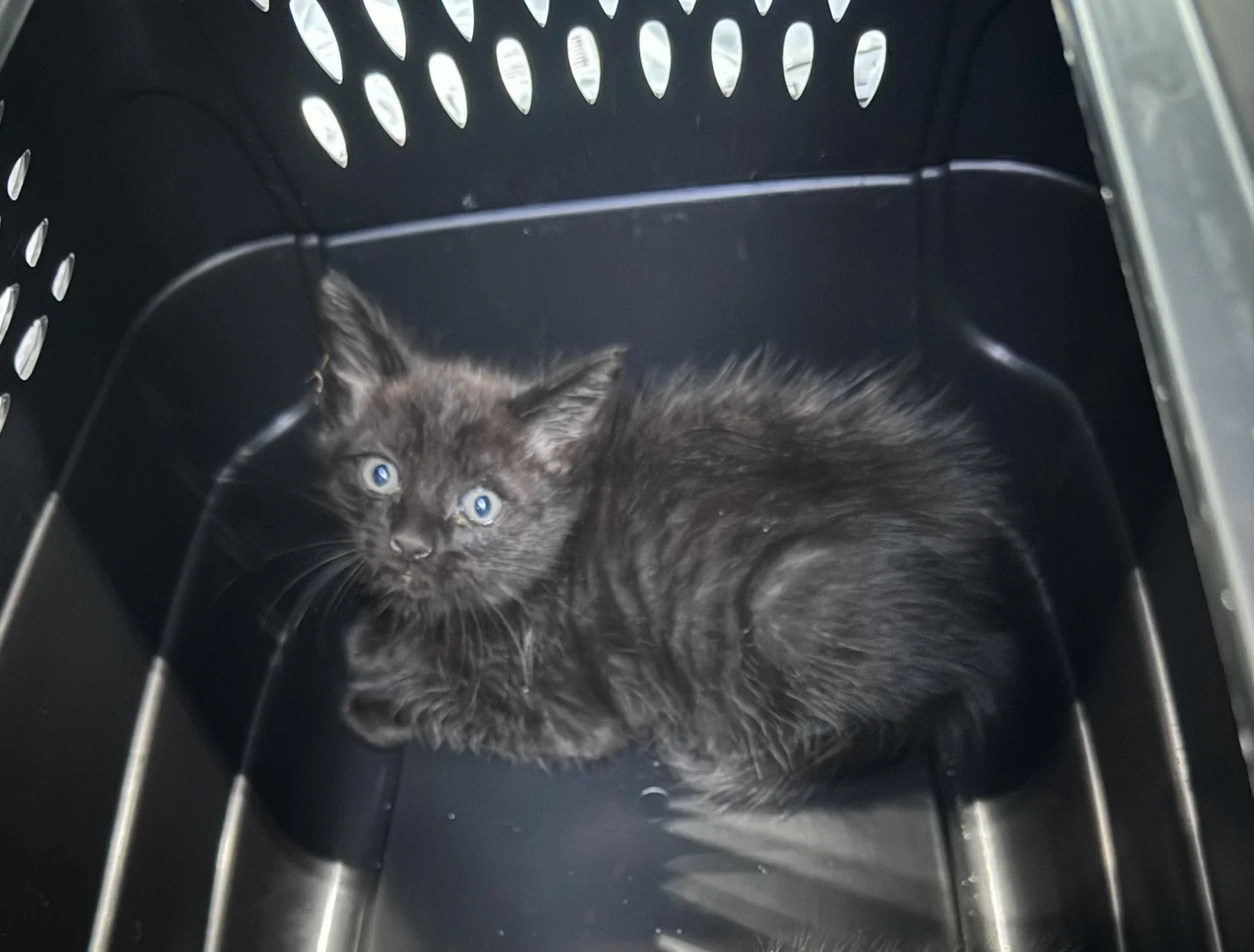 (M) - Shorthair Black - Est DOB 7/22/26