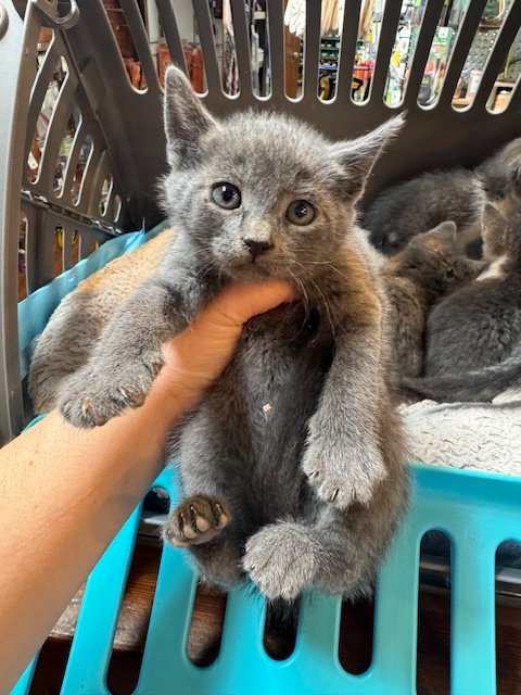 Greys #4 (F) - Shorthair Grey Solid - Est DOB 4/21/26 - In Foster - Availability mid-end of June