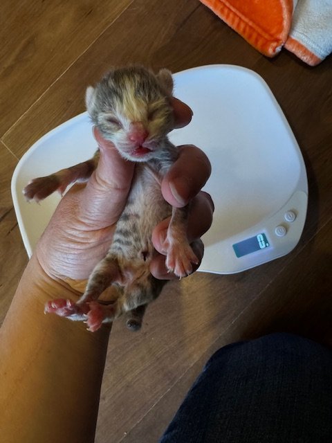 Foggy (M) - Misty's Litter #2 - Grey Tabby & White - DOB 5/6/26 - In Foster - Availability N/A