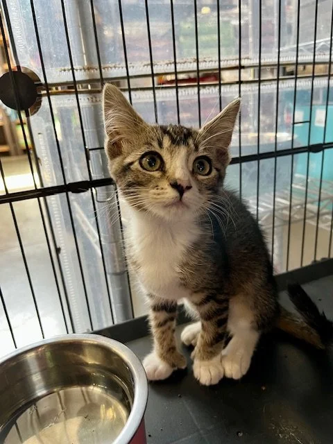Lexee (F) - 3 Month Old Shorthair Brown Tabby w/White Polydactyl - At DogGonit in Cloverdale - Available NOW
*BONDED W/ JAZZEE*
Lexee is sweet, outgoing and vocal. She loves attention!