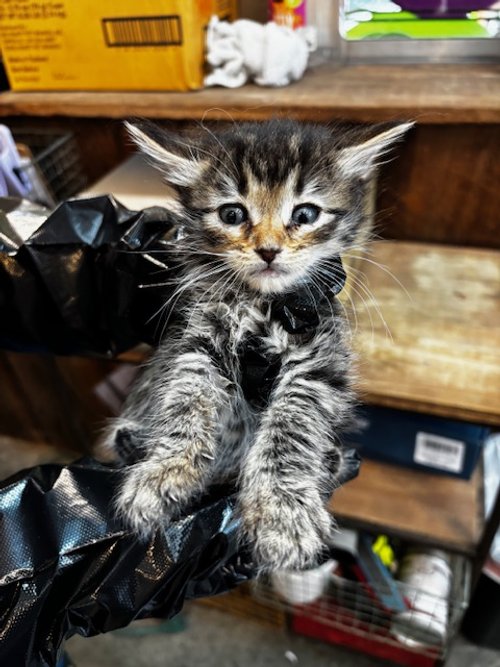~IN QUARANTINE~ (F) - 5 Week Old Longhair Brown Tabby - Availability N/A